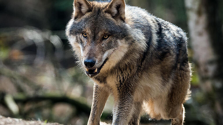 Symbolbild Wolf       -  ARCHIV - Ein Wolf (Canis lupus) ist in seinem Gehege im Wildpark Schorfheide in Groß Schönebeck (Brandenburg) am 05.04.2016 zu sehen.