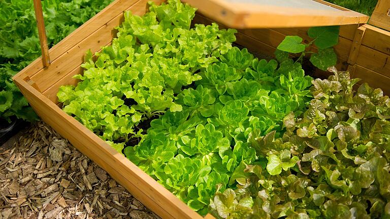 Manche Hobbygärtner ziehen schon im Winter Salat – dank Frühbeetkasten.