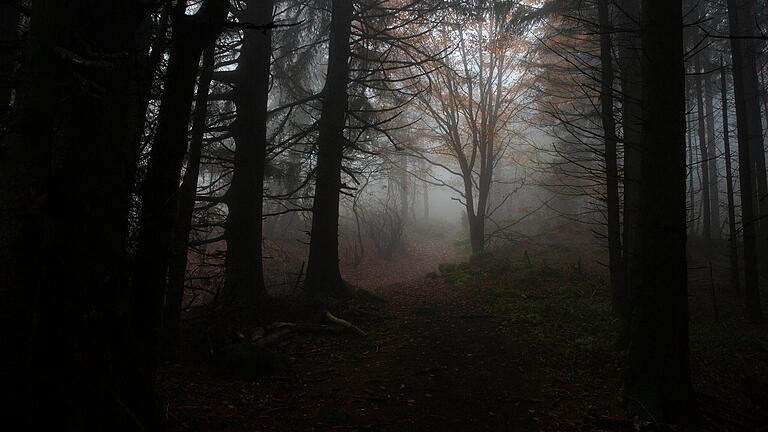 Im Wald in der dunklen, kühlen Jahreszeit. Im Wald in der dunklen, kühlen Jahreszeit.