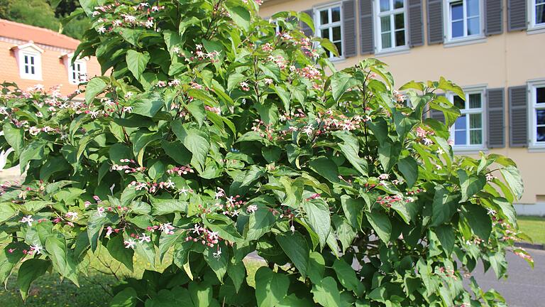 Der Chlerodendron am Fürstenhof blüht im Herbst wunderschön. - Der Chlerodendron am Fürstenhof blüht im Herbst wunderschön. Der Chlerodendron am Fürstenhof blüht im Herbst wunderschön. - Der Chlerodendron am Fürstenhof blüht im Herbst wunderschön.