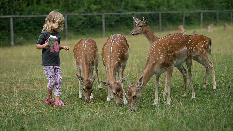 Damwild im Wildpark Klaushof bei Bad Kissingen: Hier bewegen sich Rehe und Hirsche frei, die Besucher können die Tiere füttern und streicheln. Damwild im Wildpark Klaushof bei Bad Kissingen: Hier bewegen sich Rehe und Hirsche frei, die Besucher können die Tiere füttern und streicheln.