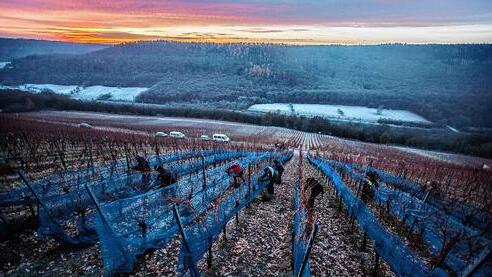 Für den traumhaft schönen Sonnenaufgang hatten die Erntehelfer am Mittwochmorgen am Sander Kronberg keinen Blick. Bei der Eisweinlese herrscht hoher Zeitdruck. Für den traumhaft schönen Sonnenaufgang hatten die Erntehelfer am Mittwochmorgen am Sander Kronberg keinen Blick. Bei der Eisweinlese herrscht hoher Zeitdruck.