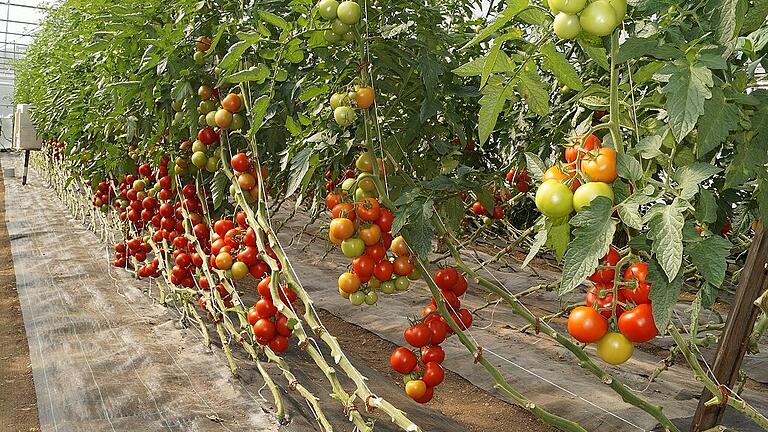 Zum Reinbeißen: Ochsenherzen, Fleischtomaten, Cocktailtomaten und normale Tomaten bauen die Volkamers an, dazu Kartoffeln, Paprika und viele andere Gemüsesorten.