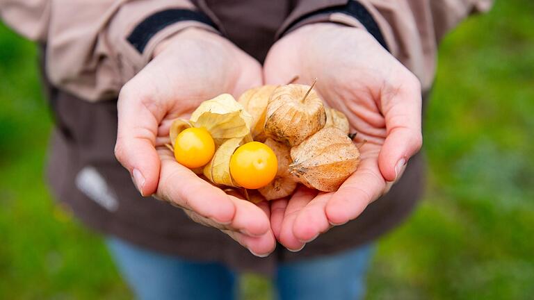 Schön frisch: Physalis von den Marktgärtnern.&nbsp;