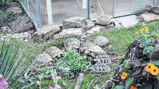 Scheint zu schmecken: Artgerechte Haltung und die richtige Fütterung wird in der Auffangstation für Landschildkröten in Hoheim groß geschrieben. Den Tieren scheint das zu bekommen.