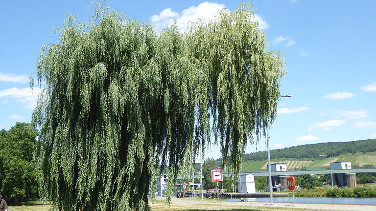 Die Trauerweide an der Schleuse in Himmelstadt.&nbsp;