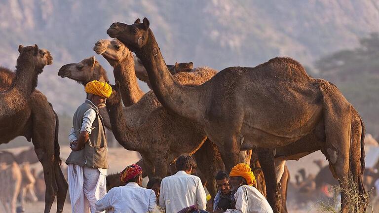 Ein Schwätzchen in Ehren: Händler sitzen beim größten Kamelmarkt der Welt im indischen Pushkar zusammen.