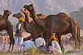 Ein Schwätzchen in Ehren: Händler sitzen beim größten Kamelmarkt der Welt im indischen Pushkar zusammen.