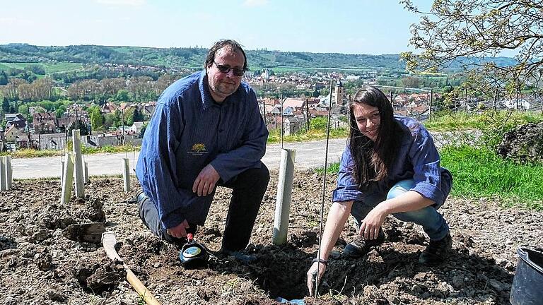 Winzerfamilie baut Wein im gemischten Satz an       -  Pauline Steinmann und ihr Onkel Christoph Steinmann haben einen Weinberg bei Sommerhausen im so genannten alten fränkischen Satz mit Reben bepflanzt. 15 verschiedene Rebsorten stehen hier auf 1200 Quadratmetern beisammen.