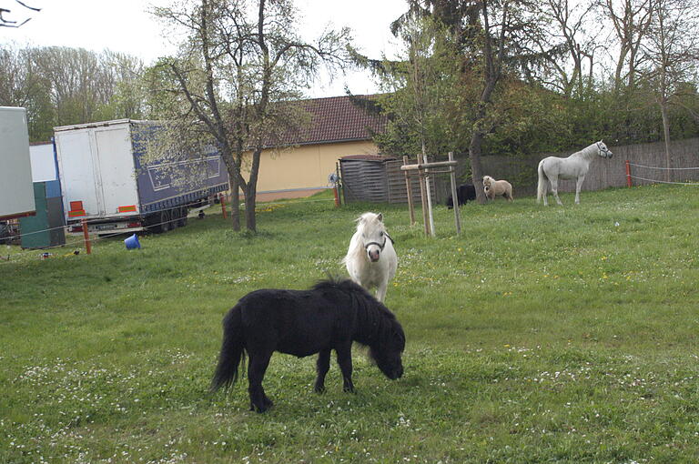 Ponys und Pferde gehören auch zum gut zweistündigen Programm des Zirkus Corona. Bis zu ihrem Auftritt grasen sie auf der Koppel hinter dem Zelt.