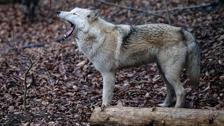 Es war ein Hund und doch kein Wolf, der bei Schönau ein Reh gerissen hat. Das Bild zeigt einen Wolfshybriden in einem Gehege in Thüringen.&nbsp;