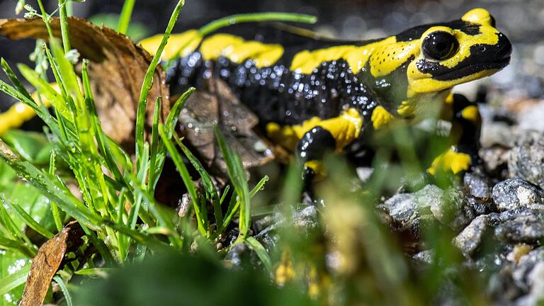 Ein Feuersalamander kriecht über den Waldboden.