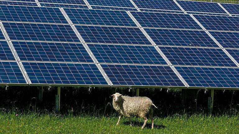 Für eine naturverträgliche Gestaltung von Solar-Freiflächenanlagen plädiert Maritta Wolf, die Arten- und Klimaschutzmanagerin im Landkreis Rhön-Grabfeld. So könnte sie aussehen: Am Boden wachsen Kulturpflanzen, darüber erzeugen Solarmodule sauberen Strom. Für eine naturverträgliche Gestaltung von Solar-Freiflächenanlagen plädiert Maritta Wolf, die Arten- und Klimaschutzmanagerin im Landkreis Rhön-Grabfeld. So könnte sie aussehen: Am Boden wachsen Kulturpflanzen, darüber erzeugen Solarmodule sauberen Strom.