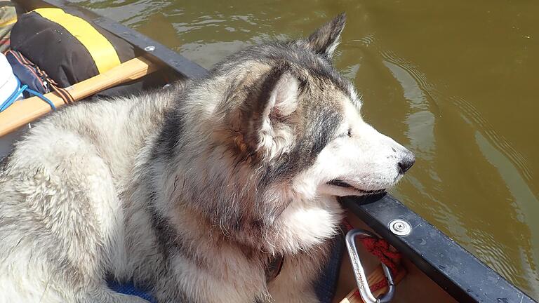 Mara, der Alaskan Malamute eines Ehepaars aus Österreich, wurde bei Knetzgau von einem Jäger erschossen (Archivbild).