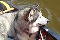 Mara, der Alaskan Malamute eines Ehepaars aus Österreich, wurde bei Knetzgau von einem Jäger erschossen (Archivbild).