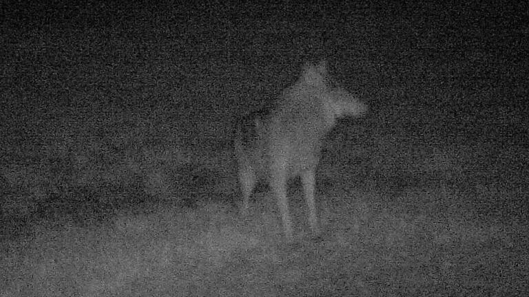 Dieser Wolf lief am Mittwoch nahe Unterelsbach (Lkr. Rhön-Grabfeld) vor eine Wildkamera.