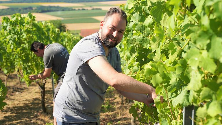 Bundestagsabgeordnetem Markus Hümpfer im Einsatz im Wipfelder Weinberg.