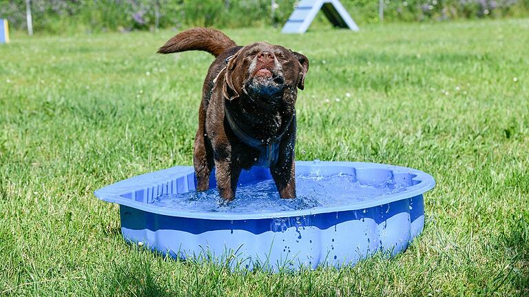 Labrador Chilli genießt das Bad im kühlen Nass in vollen Zügen . Bei über 30 Grad brauchen die Hunde eine Abkühlung.