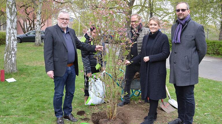 Pflanzaktion mit symbolischen Wert: ein Winterschneeball erinnert die Schüler der Jakob-Stoll-Schule in der Zellerau an gute Vorsätze zum Umwelttag. Mit dabei Schulleiter Heinrich Eckl (links), Ministerialbeauftragter für Realschulen in Unterfranken Karlheinz Lamprecht (rechts), Sonja Buchberger vom Umweltausschuss der Stadt Würzburg (Zweite von rechts), Silvio van Musscher (Fachmitarbeiter für Umwelt und Nachhaltigkeit - im Hintergrund rechts).