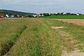 Von diesem Bereich in Tiefenthal oberhalb der Kreuzstraße aus überflutet das Wasser bei Starkregen unkontrolliert Grundstücke und Häuser.