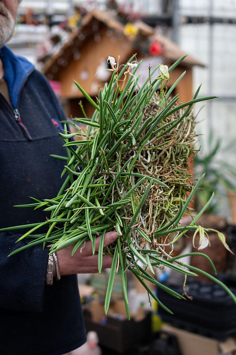 Auch das ist eine Orchidee: Aus dieser 'Brassavola nodosa' kann Manfred Wolff, wenn er sie teilt, circa 15 weitere Orchideen erschaffen.