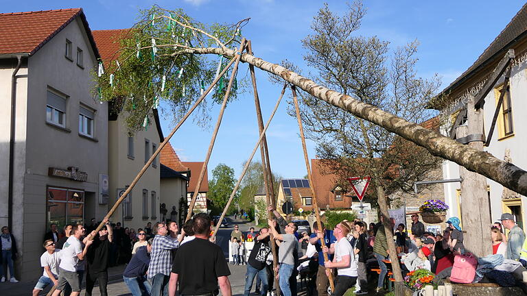 Eine jahrhundertealte Tradition, und in der Regel geht das Aufstellen gut:&nbsp; Mit Holzstangen wird der Maibaum in die Höhe gestemmt – hier in Obertheres (Lkr. Haßberge) durch einen Junggesellen-Club.