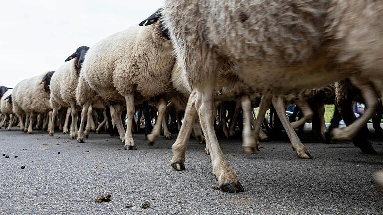 Es läuft in Rhön-Grabfeld. Der Wurstmarkt in Ostheim lockte Tausende, der Weideabtrieb in Ginolfs auch. Der Rhönkauz denkt sogar über eine Verschmelzung beider Großereignisse nach.