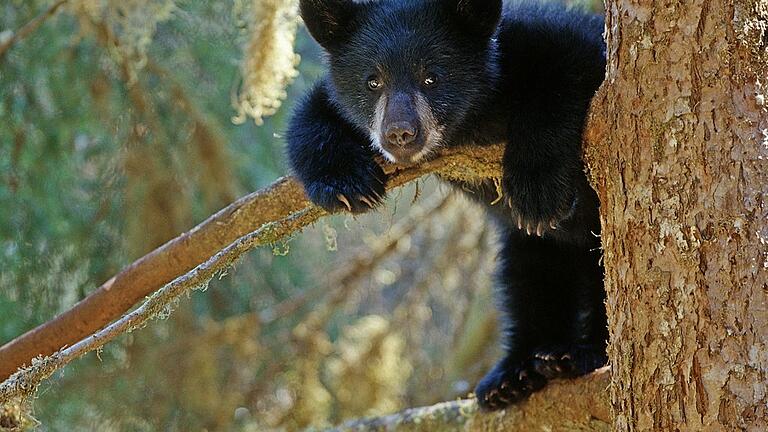 Kleiner Schwarzbär im Geäst: Immer wenn seine Mutter an den Fluss zum Lachse fangen ging, schickte sie ihren Nachwuchs zur Sicherheit auf den Baum.