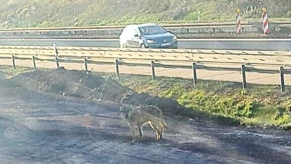 Im frühmorgendlichen Licht weilte am Samstag ein Wolf auf der Autobahnbaustelle bei Abtswind, wie diese Aufnahme von Pascal Hümmer zeigt. Das Tier habe nach einer Weile von einer Überquerung der Fahrbahn abgesehen und sei durch die Baustelle davongetrottet.