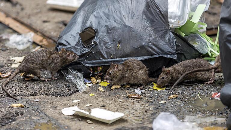 Wo sich viel Müll befindet, da sind auch die Ratten nicht weit. In der Kitzinger Siedlung klagen Anwohner über die Zunahme der ungeliebten Nager. Und Mieter von städtischen Sozialwohnungen beschweren sich über die Beteiligung an den Kosten für die Rattenbekämpfung.&nbsp;