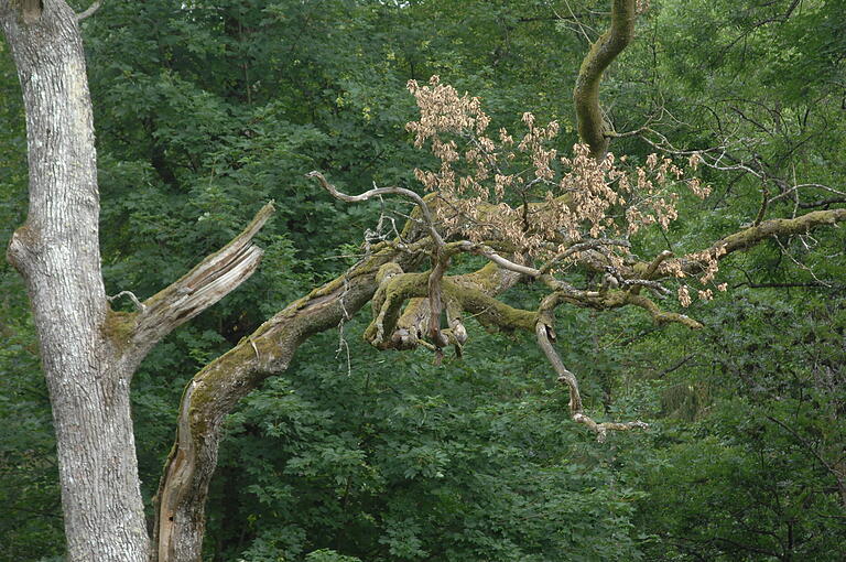 Eiche im Hafenlohrtal zwischen Erlenfurt und Windheim