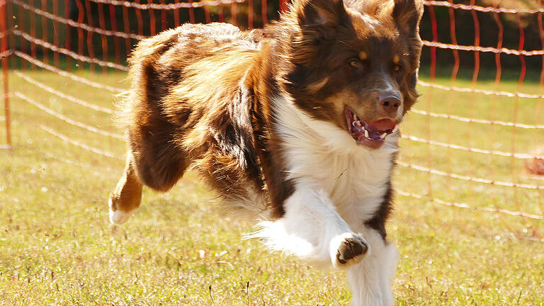 Hunderennen Foto:  Ludwig Lechler