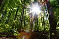 Auf der Schlangenrunde in Zell am Ebersberg (Lkr. Haßberge). Im Wald kann man die Idylle genießen.