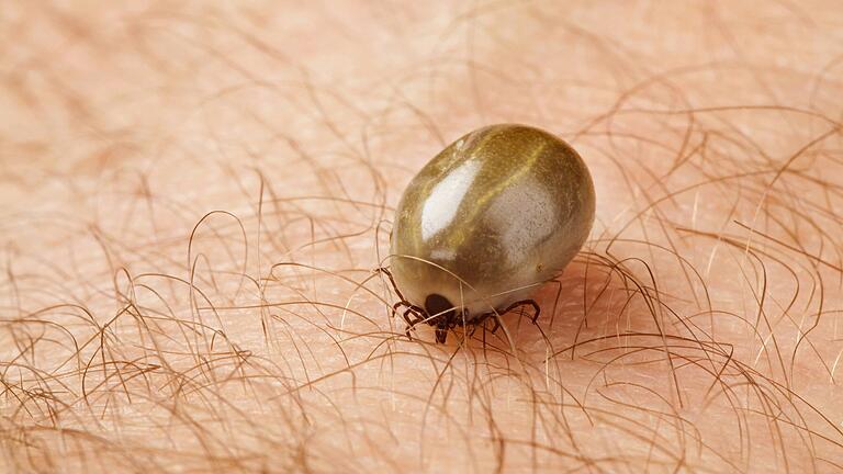 Eigentlich ist ein Zeckenstich nicht weiter tragisch, bestünde da nicht das Risiko für Borreliose und Frühsommermeningoenzephalitis (FSME). Laut dem Robert Koch-Institut tragen zehn bis 35 Prozent der Zecken Borrelien in sich.