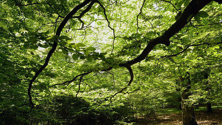 Nationalpark Kellerwald       -  ARCHIV - Die Sonne scheint am 21.05.2014 im Nationalpark Kellerwald-Edersee bei Bringhausen (Hessen) durch den Buchenwald, der zum Weltnaturerbe gehört.  Foto: Uwe Zucchi/dpa   (zu lhe 'Umweltausschuss Landtag Hessen berät über Gebührenstreit zwischen Waldbesitzern und Hessen-Forst' vom 04.12.2014) +++(c) dpa - Bildfunk+++