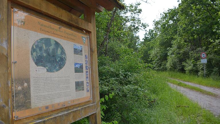 Das Naturschutzgebiet Poppenholz in der Gemarkung Herbstadt. Hier entstand vor 60 Jahren auf einer Fläche von vier Hektar ein Schulwald, der damaligen Mittelschule Königshofen. Das Naturschutzgebiet Poppenholz in der Gemarkung Herbstadt. Hier entstand vor 60 Jahren auf einer Fläche von vier Hektar ein Schulwald, der damaligen Mittelschule Königshofen.