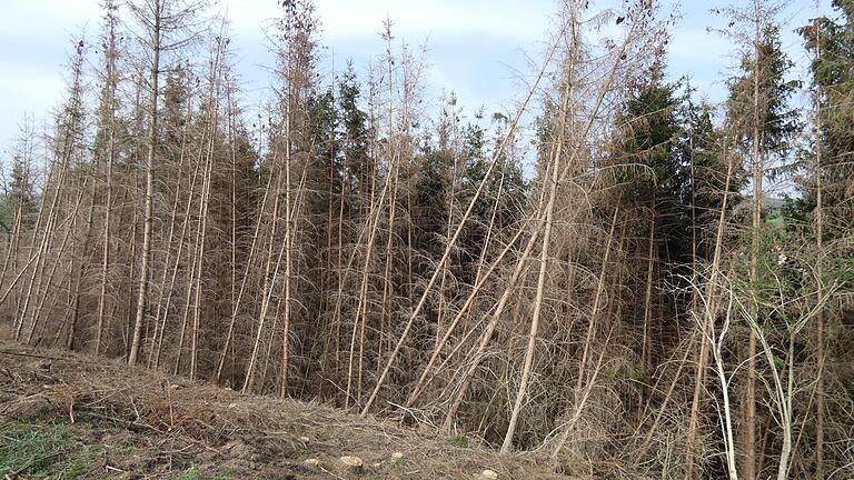 Große Waldstücke in der Region, wie hier bei Bundorf, sind bereits geschädigt.