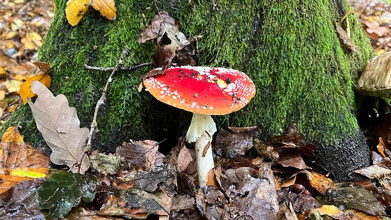 Ein giftiger Fliegenpilz war eine der faszinierenden Entdeckungen beim ersten Kurs 'Waldbaden' in Ostheim.