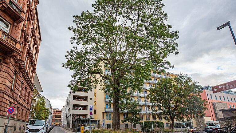 Steht jetzt offiziell unter Schutz: Der eindrucksvolle Götterbaum vor dem Seniorenstift des Juliusspitals in der Klinikstraße in Würzburg.