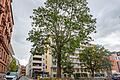 Steht jetzt offiziell unter Schutz: Der eindrucksvolle Götterbaum vor dem Seniorenstift des Juliusspitals in der Klinikstraße in Würzburg.