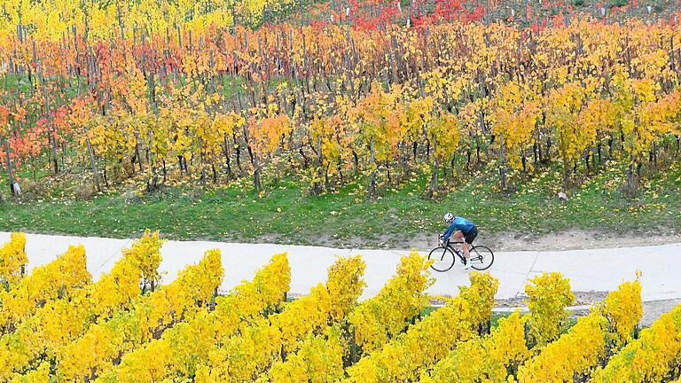 Symbolfoto: Radfahrer in den Weinbergen.