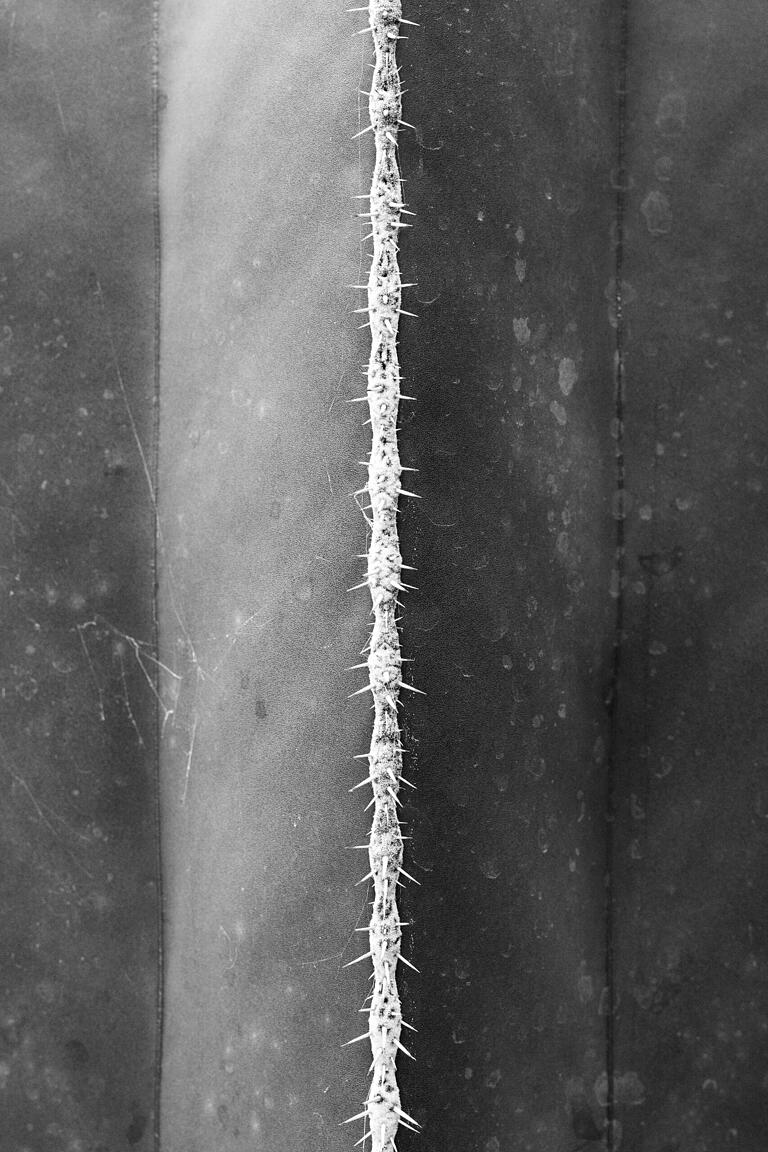 Stenocereus marginatus