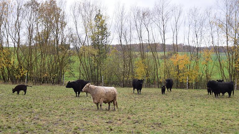 Die Galloway-Herde von Sebastian Markert ist das ganze Jahr auf der Weide bei Holzhausen.