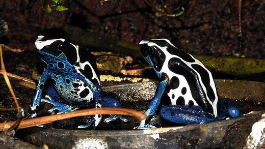 Exotische Tiere in der Wohnung: Die Pfeilgiftfrösche von Andrea Eckert aus Wombach zeichnen sich aus durch ihre Farbenpracht. Im Bild sind zwei Exemplare der Gattung Dendrobates tinctorius Qyapok zu sehen. Sie können bis zu 45 Millimeter groß werden. Exotische Tiere in der Wohnung: Die Pfeilgiftfrösche von Andrea Eckert aus Wombach zeichnen sich aus durch ihre Farbenpracht. Im Bild sind zwei Exemplare der Gattung Dendrobates tinctorius Qyapok zu sehen. Sie können bis zu 45 Millimeter groß werden.