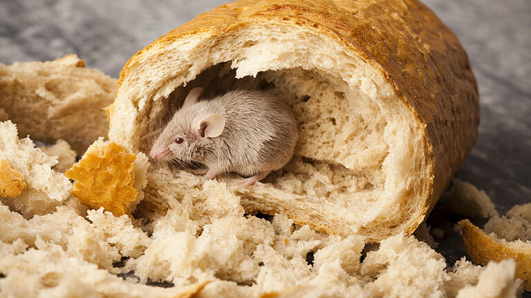 Mouse in a loaf       -  Schaben, Schimmel, Maden, Metall oder Kunststoff in Brot, Hörnchen, Krapfen: Immer noch haben viele bayerische Bäckereien gravierende Hygieneprobleme.