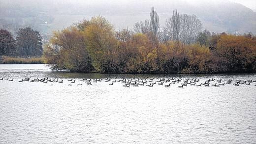 Hier lässt es sich gut leben: Die Wildgänse fühlen sich wohl bei Sand und haben sich stark vermehrt. Mit wissenschaftlicher Begleitung soll das Problem – Schäden auf den Feldern – angegangen werden. Hier lässt es sich gut leben: Die Wildgänse fühlen sich wohl bei Sand und haben sich stark vermehrt. Mit wissenschaftlicher Begleitung soll das Problem – Schäden auf den Feldern – angegangen werden.