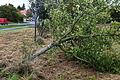 Nur wenige Schäden verzeichneten Polizei und Feuerwehr aufgrund des stürmischen Wetters. Ein Baum unweit des Stadions in Gerolzhofen wurde am Donnerstag entwurzelt. Nahe Alitzheim stürzte ein Ast auf ein Fahrzeug und zerstörte die Windschutzscheibe.