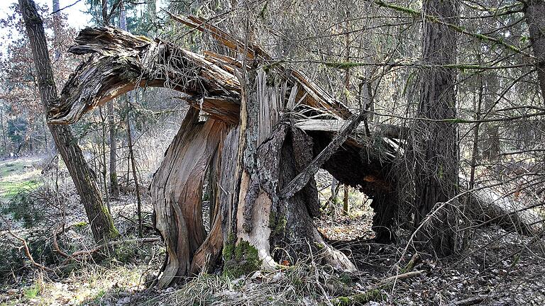 Aufgeräumte Wälder sind out, was nicht vom Borkenkäfer befallen ist, darf liegenbleiben, hier eine Fichte, die dem Sturm nicht mehr standhalten konnte. Aufgeräumte Wälder sind out, was nicht vom Borkenkäfer befallen ist, darf liegenbleiben, hier eine Fichte, die dem Sturm nicht mehr standhalten konnte.