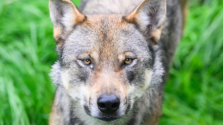 Um ihre Herden vor dem Wolf zu schützen, können Tierhalten im westlichen Landkreis Main-Spessart jetzt Förderung für Zäune beantragen. (Symbolbild)
