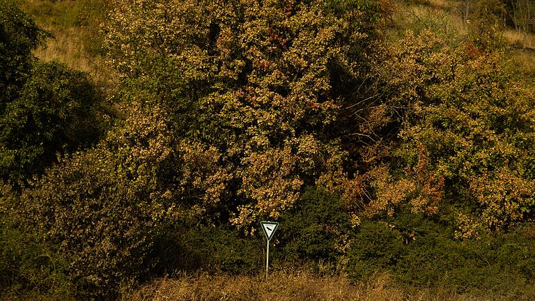 Die Bäume in der Region tragen vielerorts mitten im Sommer bereits bräunliches Laub – wie sonst im Herbst.